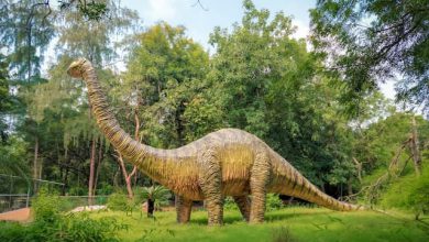 דינו פארק – פארק הדינוזאורים המיוחד עם כל מה שצריך להכיר!